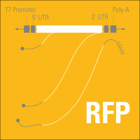 mRNAExpress™ RFP Transcript