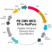 PB-CMV-MCS-EF1Î±-RedPuro PiggyBac cDNA C