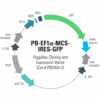 PB-EF1Î±-MCS-IRES-GFP PiggyBac cDNA Clon