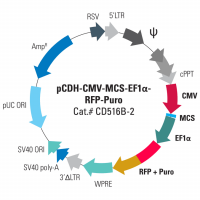 pCDH-CMV-MCS-EF1Î±-RFP+Puro Cloning and 