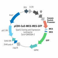 pCDH-CuO-MCS-IRES-GFP SparQ™ Cloning and