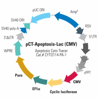 Apoptosis Cyto-Tracer™, pCT-Apoptosis-Lu