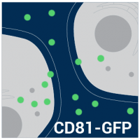 Exosome Cyto-Tracer, pCT-CD81-GFP