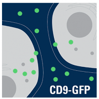 Exosome Cyto-Tracer, pCT-CD9-GFP