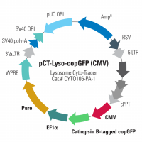 Lysosome Cyto-Tracer™, pCT-Lyso-GFP (CMV