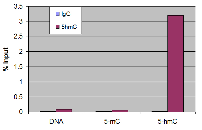 5-Hydroxymethylcytosine (5-hmC, 5-hydroxymethylcytidine) antibody tested by Methyl DNA immunoprecipitation