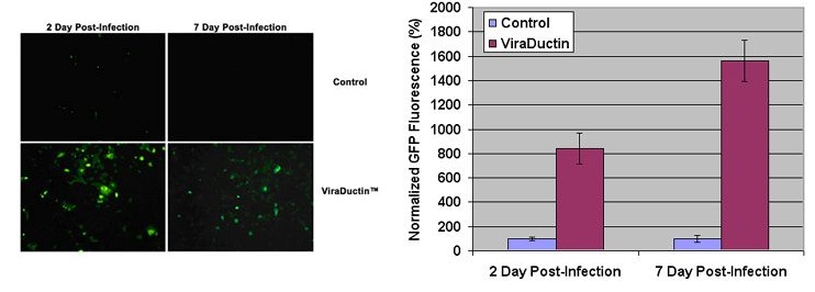 AAV-GFP transduction efficiency with ViraDuctin AAV transduction kit