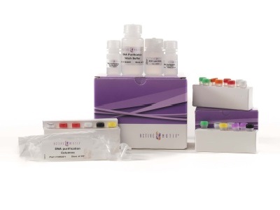 Sequencing-ready ATAC-seq libraries with Active Motif