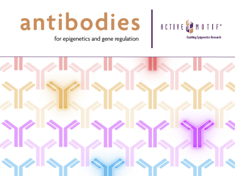 Download Antibodies for Epigenetics brochure