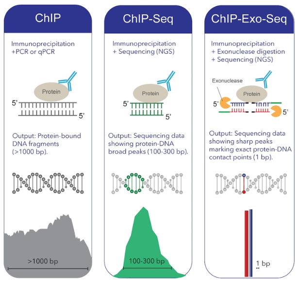 Why ChIP-Exo-Seq makes a difference