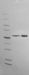 The NxGen Grade T4 DNA Ligase is ≥ 95% pure
