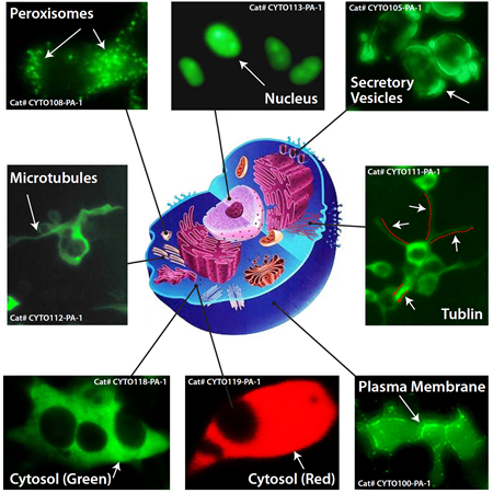 GFP Fluorescence from constructs with different subcellular location specific tags