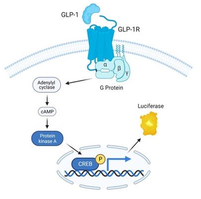 An illustration of GLP-1R/CRE luciferase reporter HEK293 cell line mechanism of action