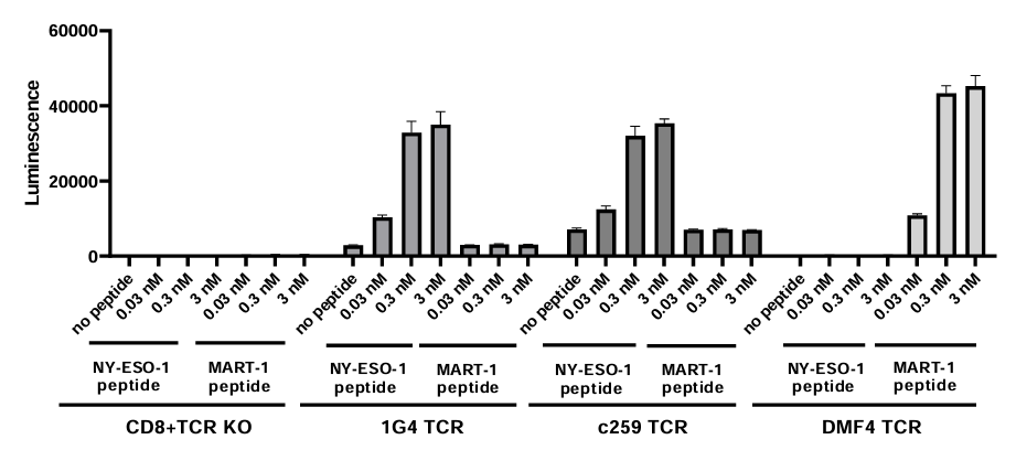 T Cell Activation using T2 cells as APC