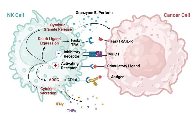 NK cell mechanisms