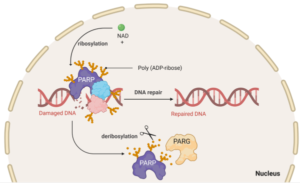 PARP diagram