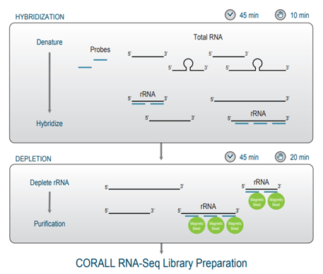 RiboCop rRNA depletion workflow
