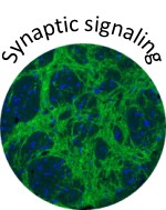 Synaptic signalling