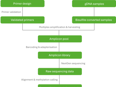 Explore methylation with targeted bisulphite services