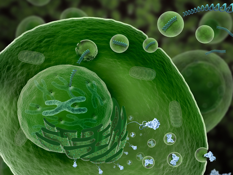 Transfection reagents for any cell type & any nucleic acid