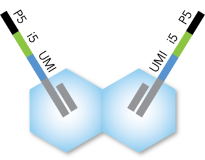 transposase schematic