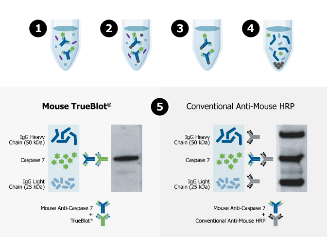 TrueBlot® secondary antibodies in IP–Western blot experiments: How do TrueBlot® antibodies work?