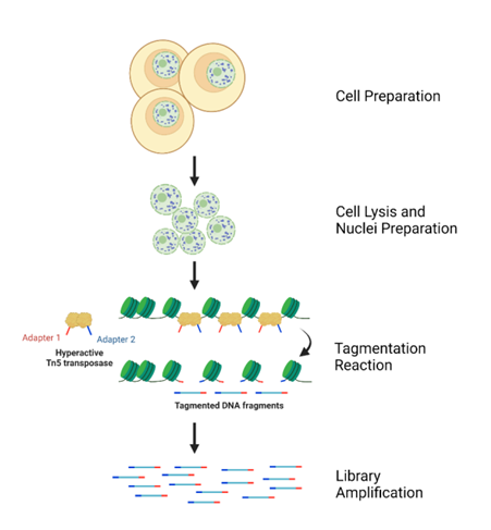 Zymo-seq ATAC seq workflow