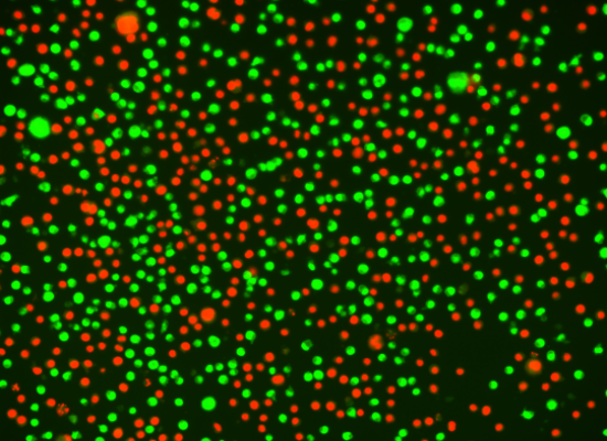 Live/dead cell viability
