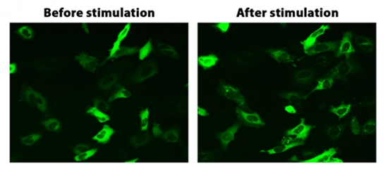 translocation of beta-arrestin