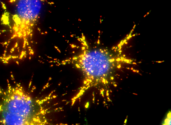 Calibryte stained cells