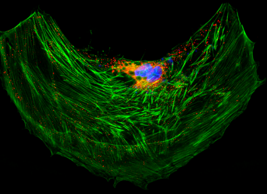 iFlour staining