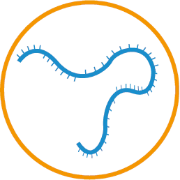 circRNA