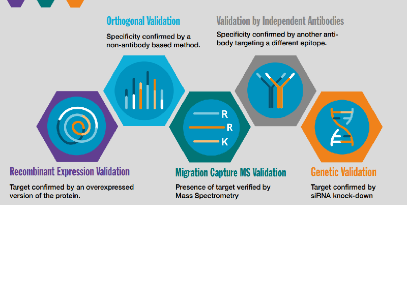 Learn more about Atlas Antibodies validation