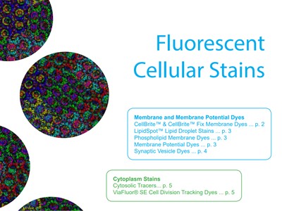 Download: Biotium fluorescent cellular stains