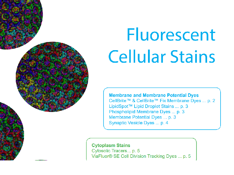 Download: Fluorescent cellular stains brochure