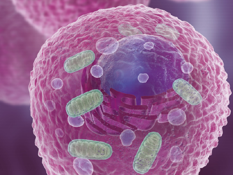 Cell biology Cambridge Bioscience, life science research product