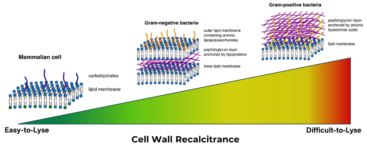 cell wall recalcitrance