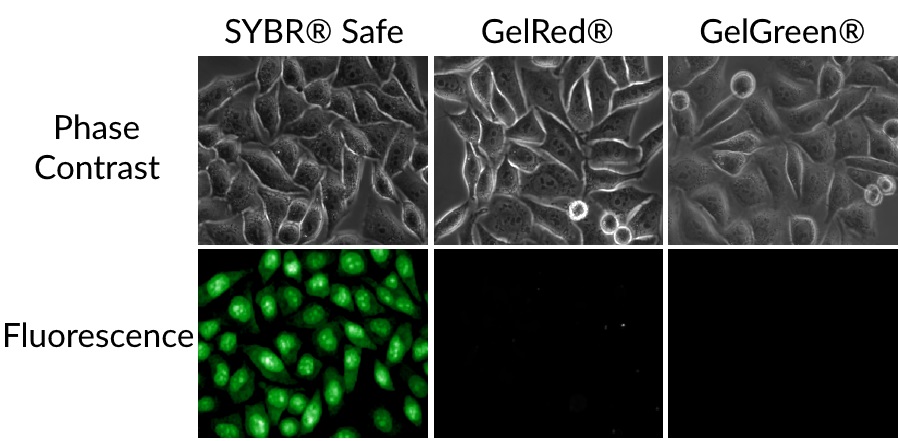 GelRed & GelGreen do not readily penetrate living cells
