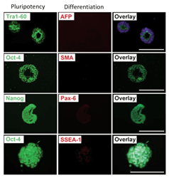 Human iPSC after expansion in CERO 3D Incubator & Bioreactor tested for pluripotency.