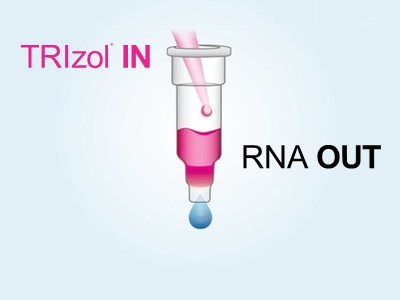 Purify RNA from TRI Reagent® with DirectZol in just seven minutes
