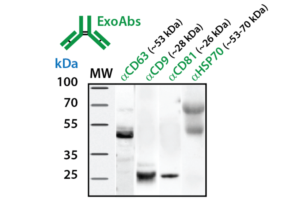 ExoAbs exosome antibodies