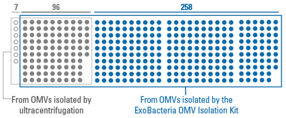  Identify more OMV proteins with OMVs isolated using the ExoBacteria OMV Isolation Kit. 