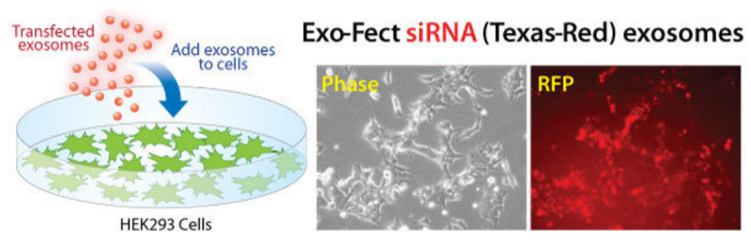Exo-Fect transfected exosomes deliver siRNA cargo to recipient cells