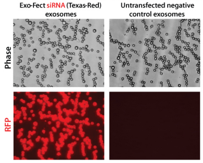 Exo-Fect efficiently loads siRNA into exosomes