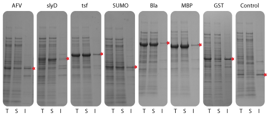 GH1 (Human Growth Hormone) Was Evaluated For E. coli Expression & Solubility When Expressed As A Fusion