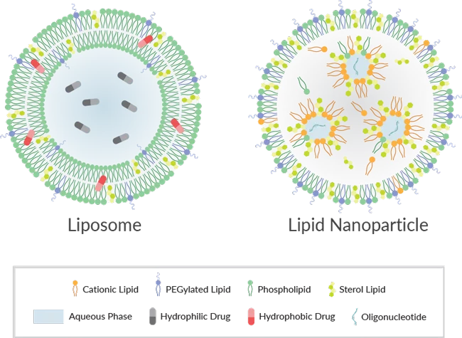 Lipid-based drug delivery | Lipid nanoparticles | Liposomes