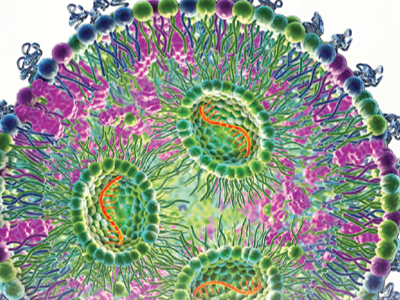 Blog: The targeted therapy potential of lipid nanoparticles (LNPs) analysed