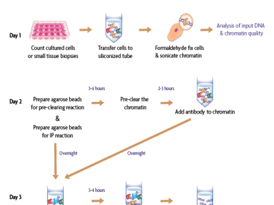 Low cell ChIP-seq kit from Active Motif