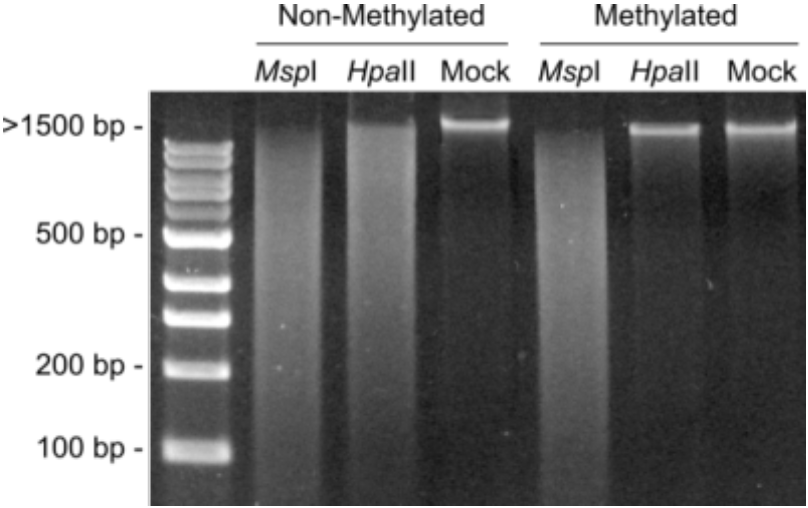 Human methylated & nonmethylated DNA set