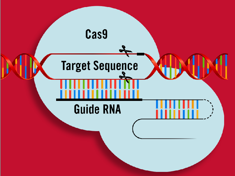 Download: CRISPR/Cas9 genome editing brochure